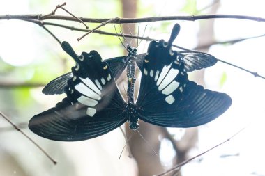 Siyah birdwing kelebek ıslahı.