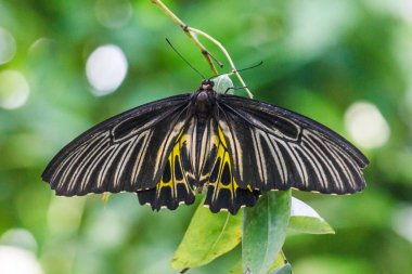 siyah ve sarı kelebek.