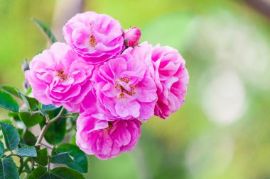 Pembe gül ağacı üzerinde.