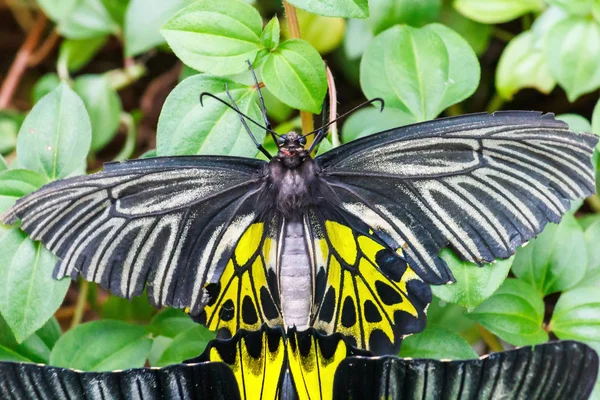 Farfalla nera e gialla . — Foto Stock