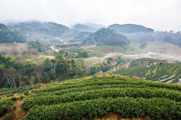 Herbata plantation widok na rano. — Zdjęcie stockowe