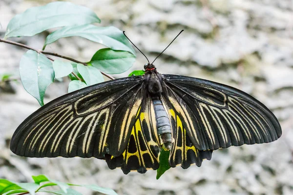 Zwarte en gele vlinder. Stockfoto