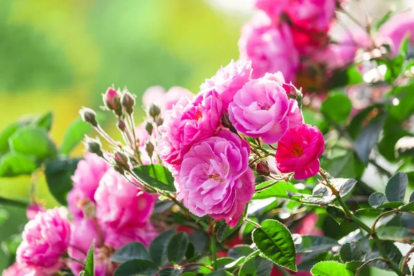 Rosa rosa en el árbol . Fotos De Stock Sin Royalties Gratis