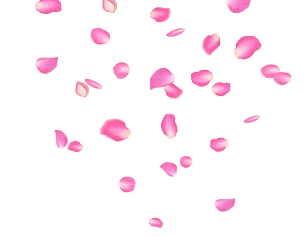 Sfondo astratto con petali di rosa volante. Illustrazione vettoriale isolata su uno sfondo . — Vettoriale Stock