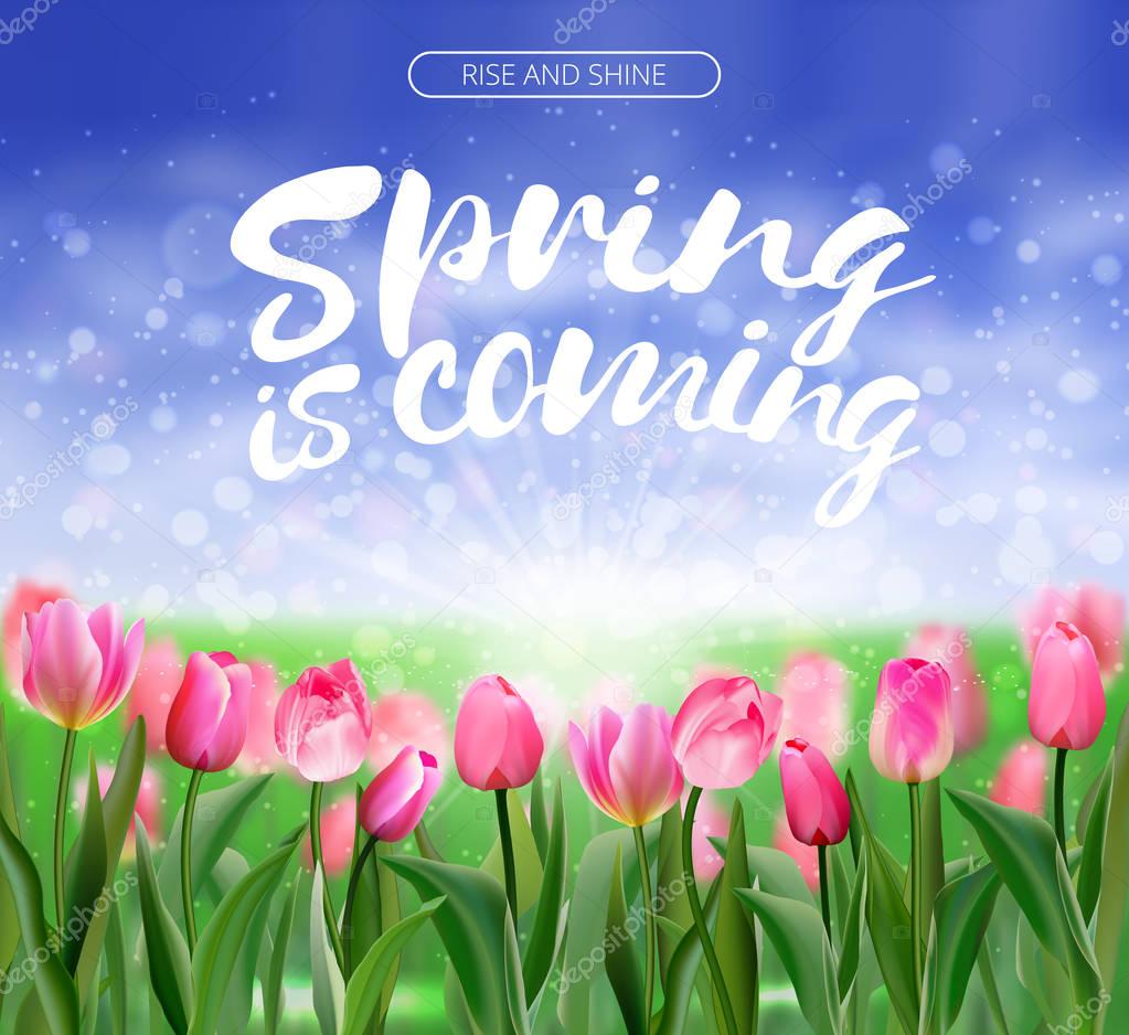 Spring is coming lettering on glade of pink tulips background. Spring bright nature illustration. Vector EPS10.