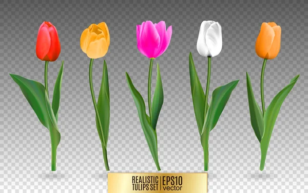 Realistic vector tulips set. Not trace. The blank for your design. Red tulips flowers on transparent background. — Stock Vector