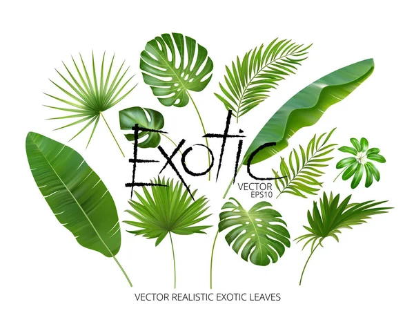 Векторні тропічні екзотичні листя, реалістичні листя джунглів встановлені ізольовані на білому тлі. Колекція пальмових листів. Якісна акварельна імітація. Не слідувати . — стоковий вектор