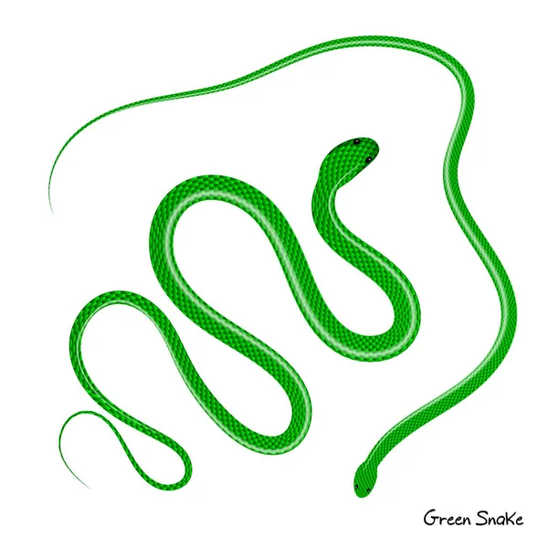 Illustration vectorielle du serpent vert. Vipère sur fond blanc — Image vectorielle