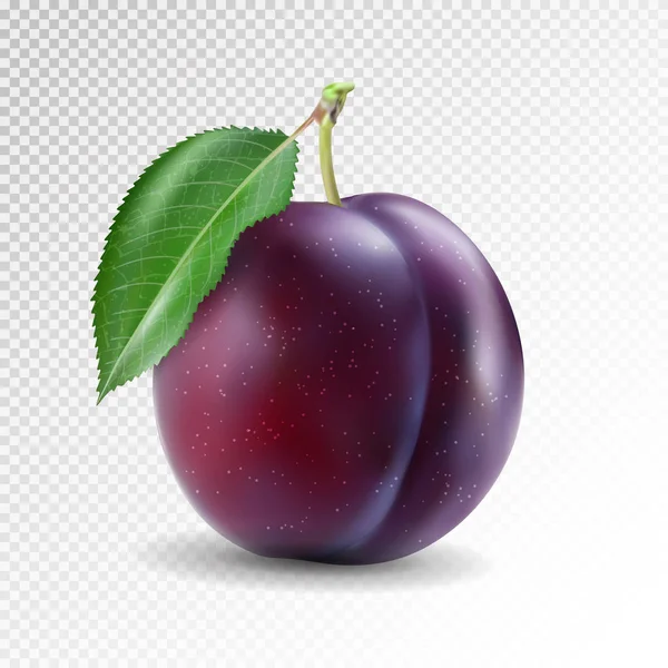 Rijpe pruimen met groene bladeren. Kwaliteit fotorealistische vectorillustratie van plum fruit — Stockvector