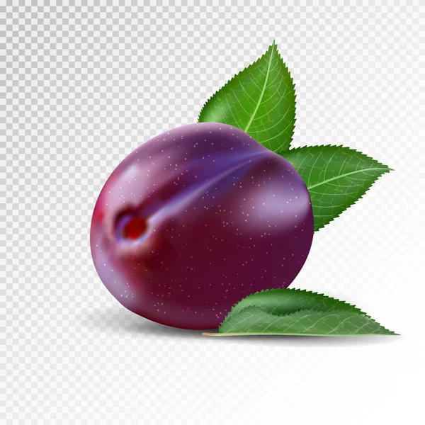 Fresh plum on transparent background. Realistic vector. — Stock Vector