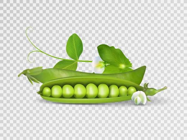 Vector photo-realistic pods of green peas with leaves on transparent background. 3d green peas illustration. — Stock Vector