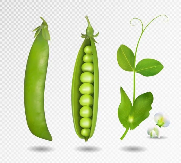 Green peas. Vector illustration. 3d vector green peas. — Stock Vector