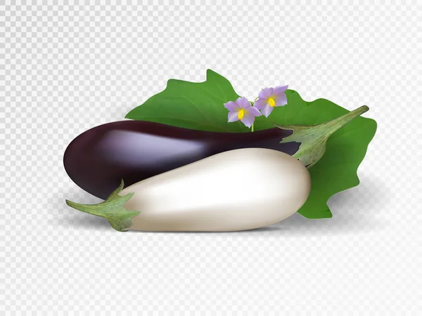 Vector set of purple and white vegetables. Violet and white eggplants isolated on transparent background. — Stock Vector