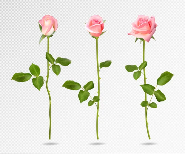 现实主义矢量粉红玫瑰套装。三3d 透明背景玫瑰花 — 图库矢量图片
