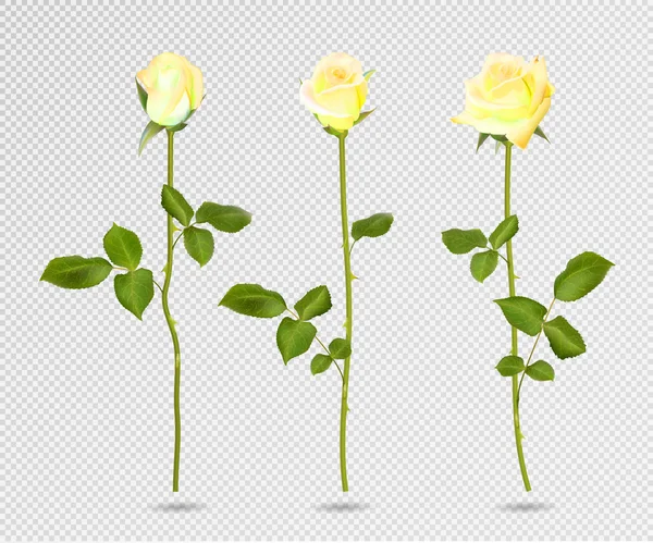 黄色玫瑰花的向量集。3d 在透明的, 矢量图上隔离的玫瑰。逼真的花朵矢量采集 — 图库矢量图片