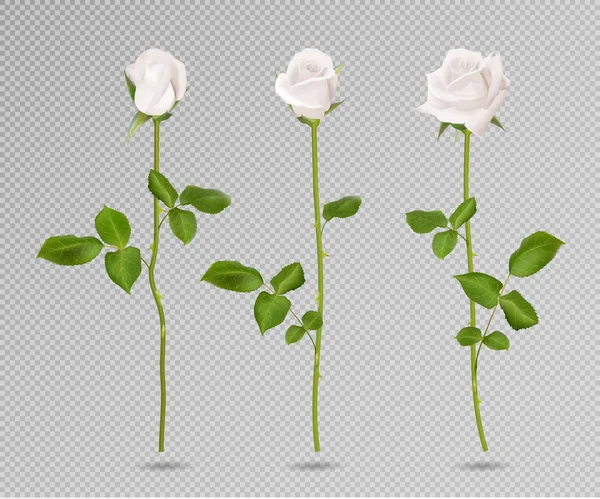 现实矢量白玫瑰集。三3d 在透明背景上的玫瑰。逼真的花朵矢量采集 — 图库矢量图片
