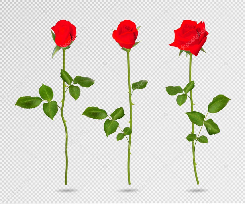 Vector set of red rose flower. 3d roses isolated on transparent, vector illustration. Realistic flowers vector collection