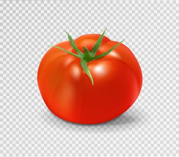 Красный помидор. Реалистичная векторная иллюстрация — стоковый вектор