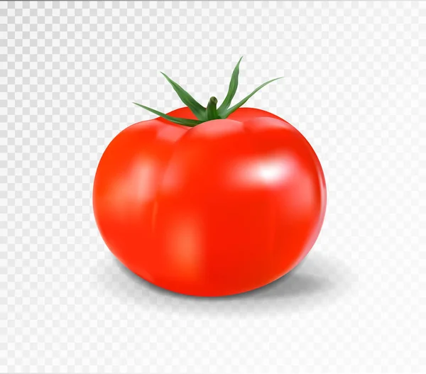 Red tomato. Realistic vector illustration — Stock Vector