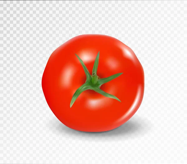 Parte de cima de tomate. Vetor realista. Tomate vermelho sem cauda . — Vetor de Stock