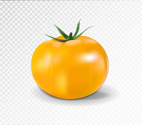 Желтый помидор. Реалистичная векторная иллюстрация — стоковый вектор