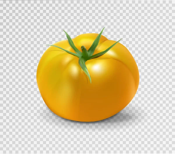 Tomate amarillo. Ilustración vectorial realista — Archivo Imágenes Vectoriales