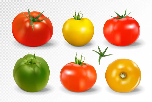 Realistic vector of 6 different colors of tomatoes on transparent background — Stock Vector