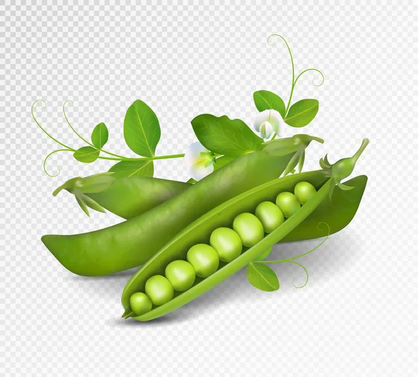 Vector green peas. Photo-realistic vector pods of green peas with leaves and flowers on transparent background. 3d green peas illustration. — Stock Vector