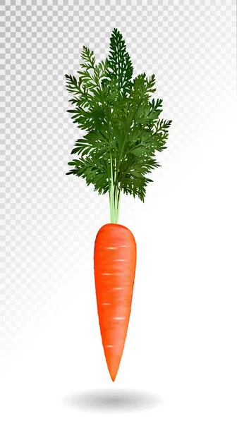 Vector realistic carrot isolated on tranparent background, Vegetable vector illustration — Stock Vector