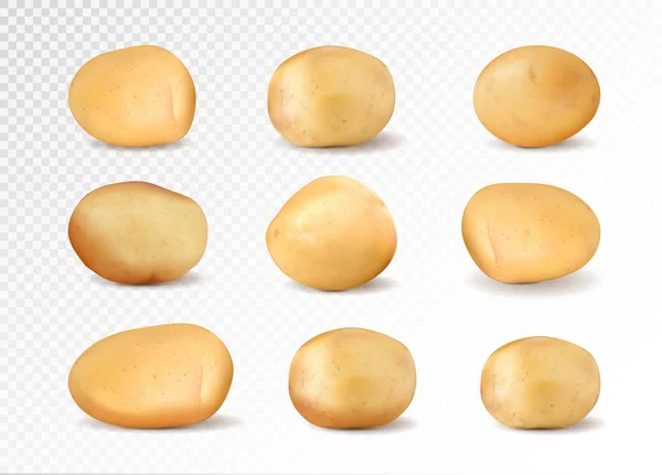 棕壤的马铃薯被隔离在透明的背景上, 集不同的图像。现实矢量马铃薯收藏 — 图库矢量图片
