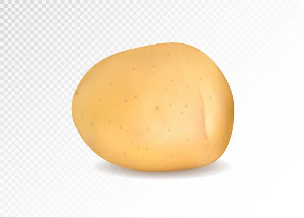 Реалістична картопля, 3d Векторні ілюстрації — стоковий вектор