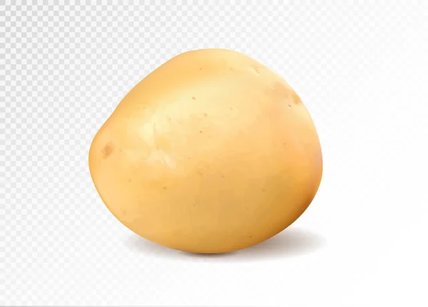 Realistyczne ziemniaków, 3d wektor ilustracja — Wektor stockowy