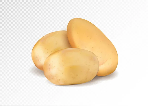 Realistiska potatis. Tre potatisar treva. 3D vektor eps10 — Stock vektor