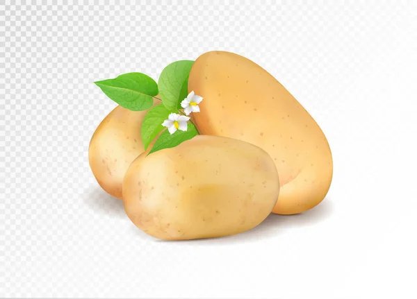 Realistische Kartoffel mit Blatt und Kartoffelblüten. Realismus-Vektor eps10 — Stockvektor