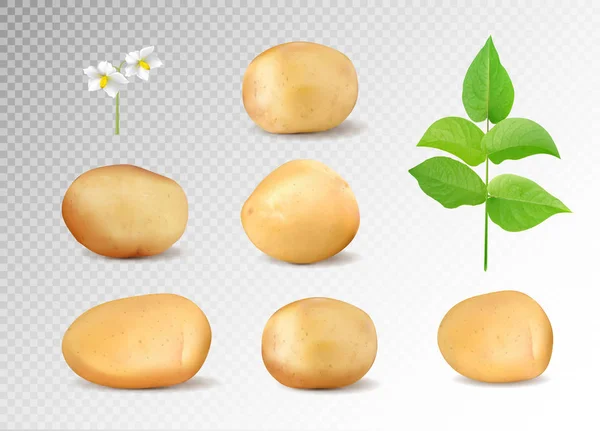 Realistisches Kartoffelvektorset. Kartoffeln mit Blatt und Blüten auf transparentem Hintergrund. — Stockvektor