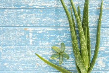 Aloe vera ahşap tablo