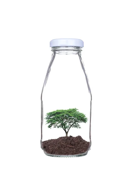 Деревья, посаженные в стеклянную бутылку — стоковое фото