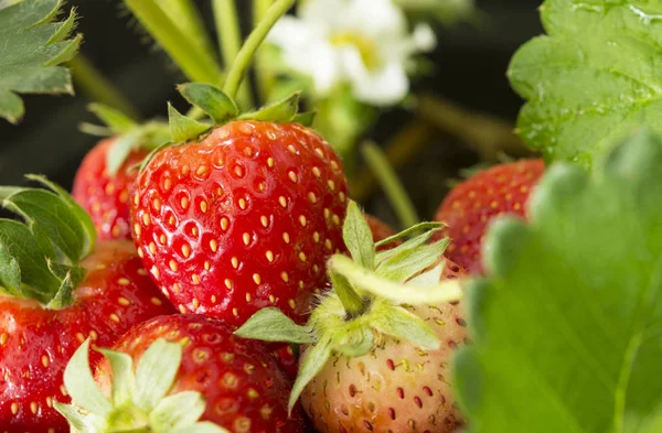 Strawberries from the garden — Stock Photo, Image