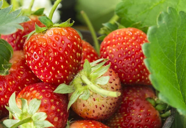 Strawberries from the garden — Stock Photo, Image