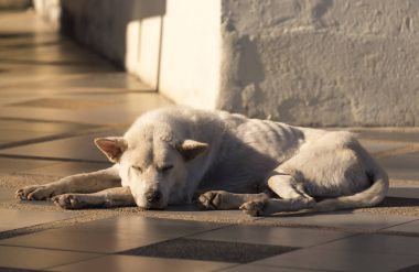 Sokak köpeği bir yalnız terk