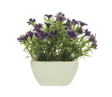 Beyaz arka plan üzerinde izole bir saksı dekoratif Mor Petunia.