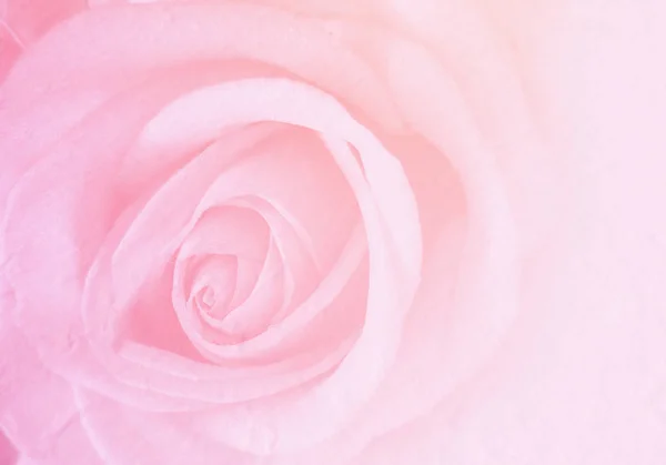 Cartão Convite Com Rosa Borrada Cores Pastel Modelo Cartão Casamento — Fotografia de Stock