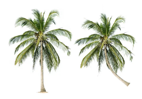 Καρύδα Palm Δέντρα Απομονώνονται Λευκό Φόντο — Φωτογραφία Αρχείου