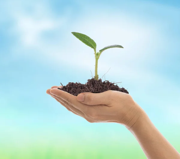 Planta jovem brotando do chão — Fotografia de Stock