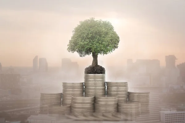 Growing money concept and Business investment property concept. plant growth with stack coin.