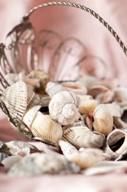 rastgele dağınık kabukları 