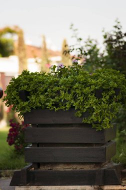 yeşil bitki ile ahşap flowerbed