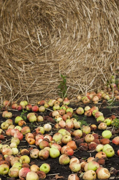 Упавшие яблоки, смешанные с гнилыми на земле — стоковое фото