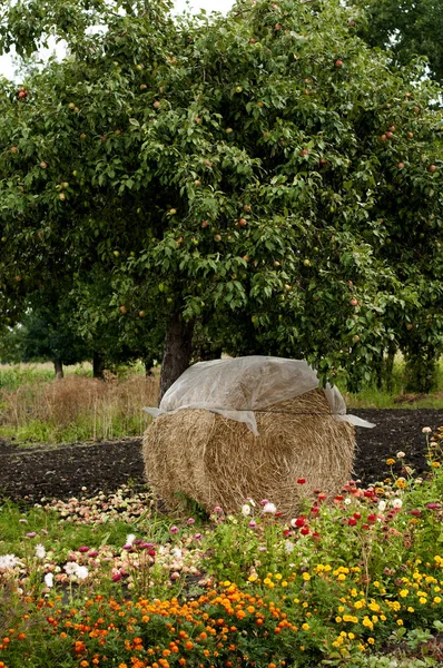 Стог сена под пышной яблоней в саду — стоковое фото