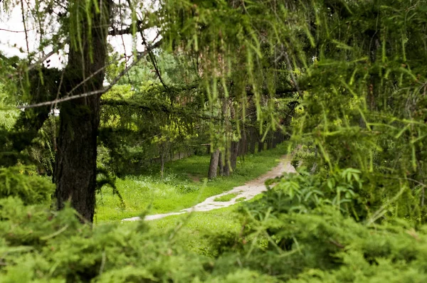 Narrow path in the park